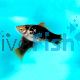 Black Platy