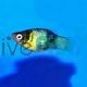 Bumble Bee Platy