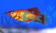 Neon Orange Platy 4cm