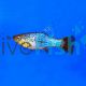 Assorted Variatus Platy
