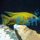 Yellow Benga Peacock 10cm