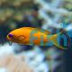 Yellow Dottyback - Medium