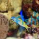 Yellowtail Poison Fang Blenny - Meiacanthus Atrodorsalis