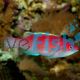 Yellow Fin Fairy Wrasse 