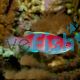 Yellow Fin Fairy Wrasse 