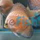 Yellow Tiger Discus 