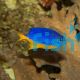 Yellow Belly Damselfish