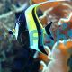 Moorish Idol 