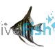 Zebra Lace Angelfish