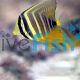 Sailfin Tang