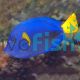 Purple Tang - Zebrasoma xanthurus