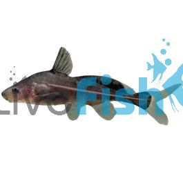 Black Lancer Catfish 5cm