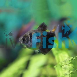 Black skirt tetra aggressive hotsell