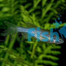 Leopard Danio 3.5cm Delivered to your door in Australia