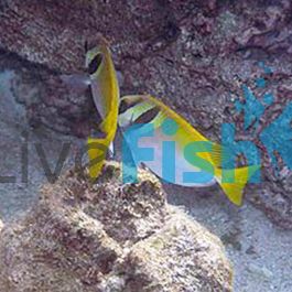Double Bar Rabbitfish - Medium 