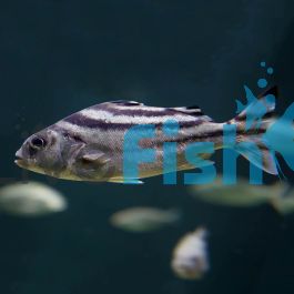 Target fish tank top