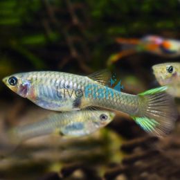 Assorted Female Endlers Guppy 3.5cm