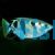 Archer Fish Brackish - Toxotes jaculatrix	