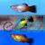 Assorted Wagtail Platy 