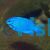 Female Blue Devil Damselfish