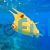 Longhorn Boxfish - Small