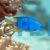 Neon Blue Damselfish - Pomacentrus coelestis