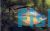 Checkered Rainbow Inornata 5cm