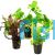 Assorted Bunch Plants - Hydroponic Pot