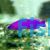 Purple Dottyback - Medium