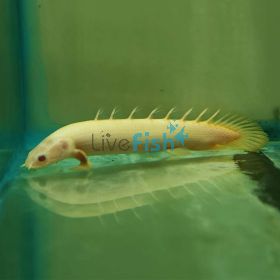 Albino Bichir 12cm