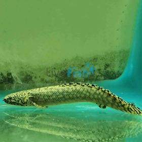 Ornate Bichir 12cm