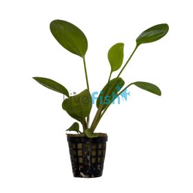 Sword Fire Feather - Pot