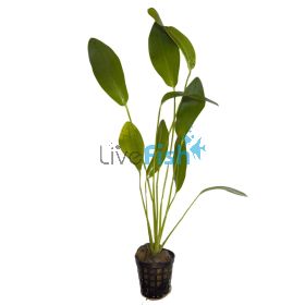 Sword Ozelot Nile Green - Pot