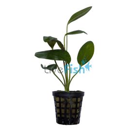 Sword Ozelot Red - Pot