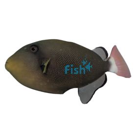 Triggerfish Pinktail - Medium