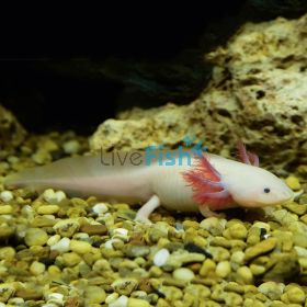 White Walking Fish (10-12cm)