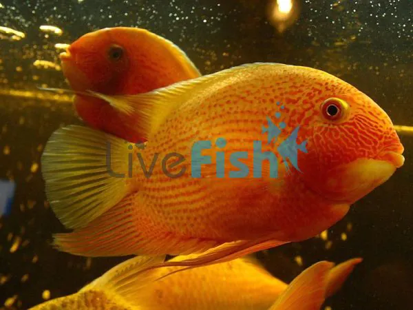Assorted Severum Cichlid Heros Sp 5cm