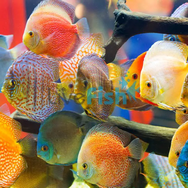 Assorted Discus (Imported) 9cm 