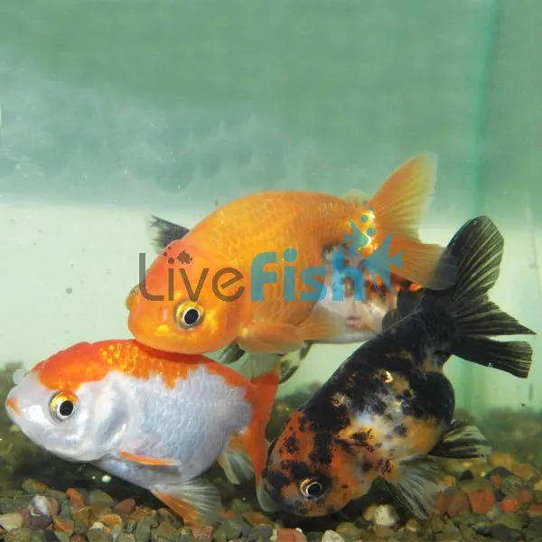 Assorted Ranchu 9cm 