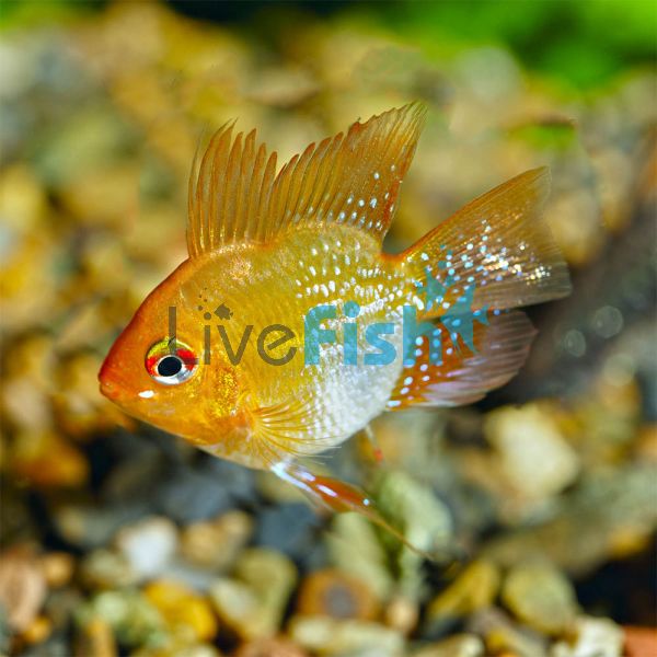 Balloon Gold Ram ramirezi 'Delivered to your door in Australia'