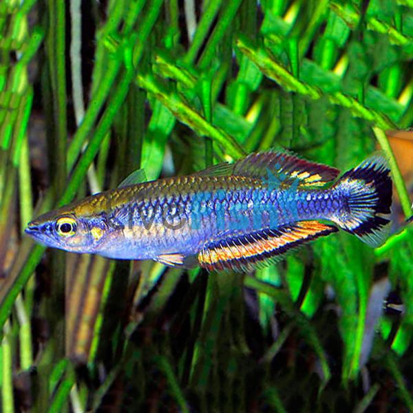 Madagascar Rainbow 4cm 