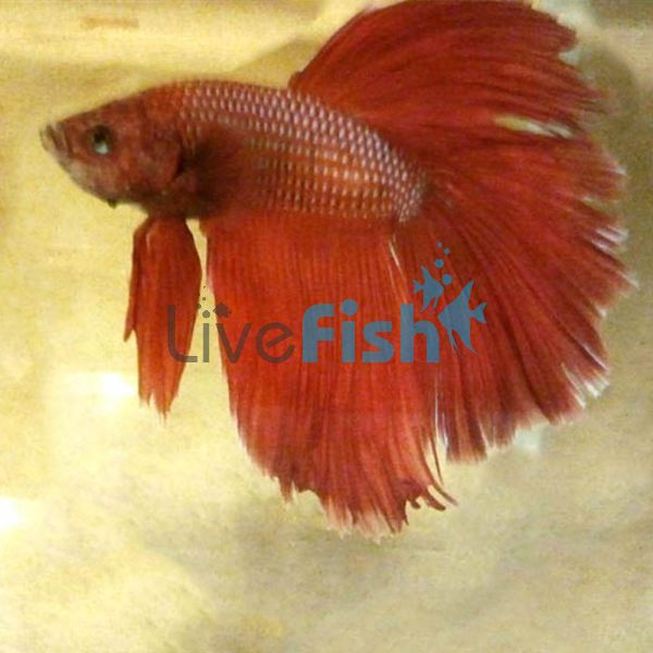Orange Male Fighting fish Betta splendens