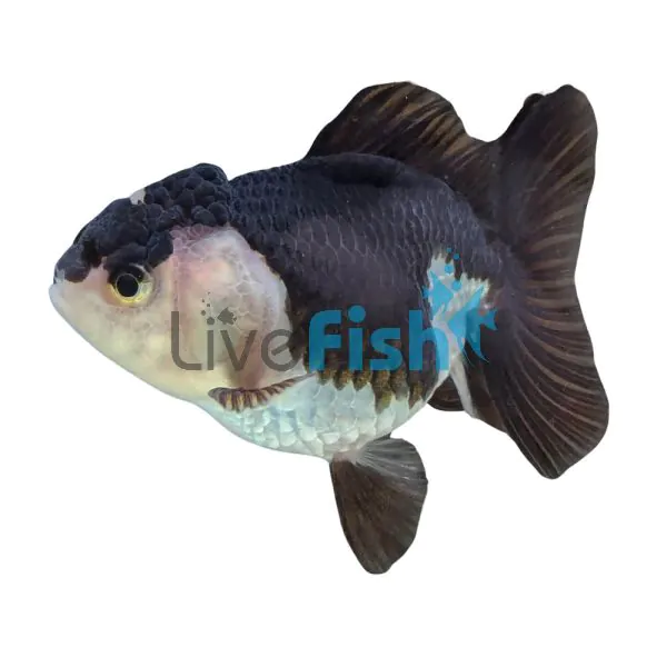 Black White Oranda 12cm 