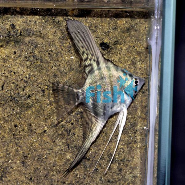 Blue Zebra Pinoy Angel Fish Pterophyllum scalare delivered to your