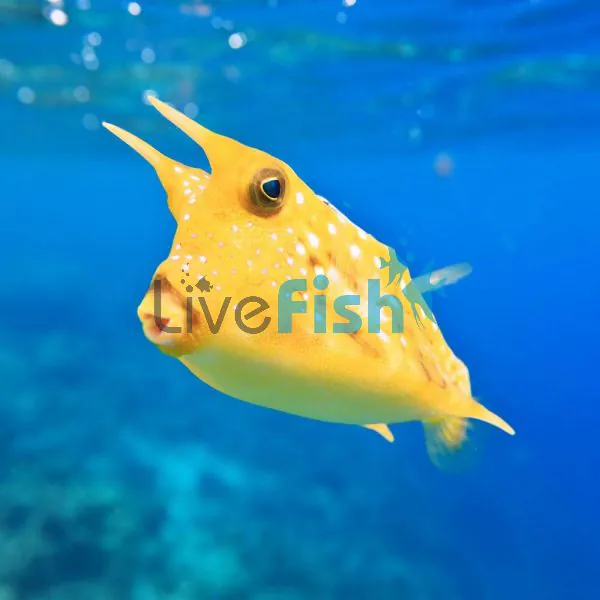australian box fish Yellow Longhorn Boxfish | Boxfish &