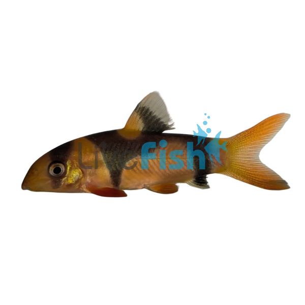 Clown Loach (Unique Pattern) 5cm 