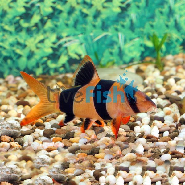Clown Loach 5cm 