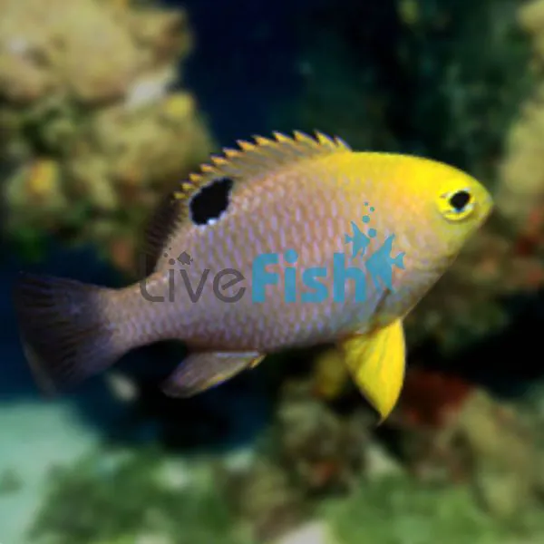 DAMSELFISH TALBOT'S Chrysiptera talboti 