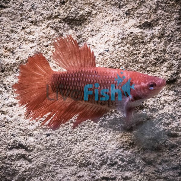 Female Super Delta Fighter 4cm ''Delivered to your door in Australia