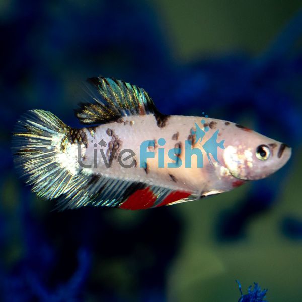 Female Koi Fighter 3cm 'Delivered to your door in Australia'